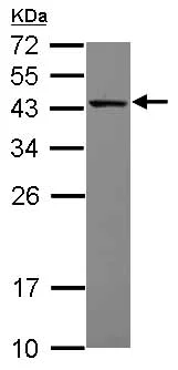 Western blot - Anti-MRPS27 antibody (AB153940)