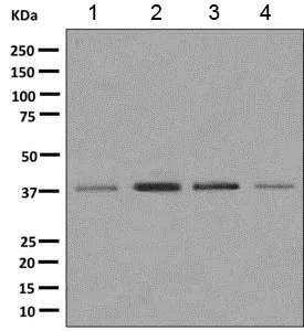 Western blot - Anti-MRPS31 antibody [EPR10707] - BSA and Azide free (AB249421)
