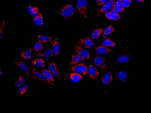 Immunocytochemistry/ Immunofluorescence - Anti-MRPS35 antibody [EPR11730] - BSA and Azide free (AB249898)