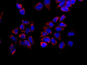 Immunocytochemistry/ Immunofluorescence - Anti-MRPS35 antibody [EPR11730] - BSA and Azide free (AB249898)