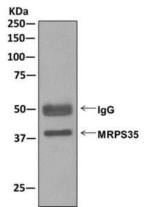 Immunoprecipitation - Anti-MRPS35 antibody [EPR11730] - BSA and Azide free (AB249898)