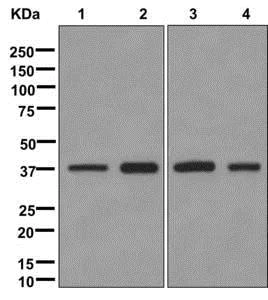 Western blot - Anti-MRPS35 antibody [EPR11730] - BSA and Azide free (AB249898)