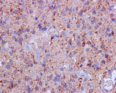 Immunohistochemistry (Formalin/PFA-fixed paraffin-embedded sections) - Anti-MRPS35 antibody [EPR11731(2)] - BSA and Azide free (AB250602)