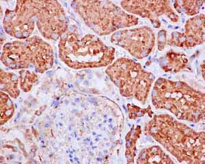 Immunohistochemistry (Formalin/PFA-fixed paraffin-embedded sections) - Anti-MRPS35 antibody [EPR11731(2)] - BSA and Azide free (AB250602)