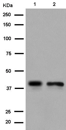 Western blot - Anti-MRPS35 antibody [EPR11731(2)] - BSA and Azide free (AB250602)