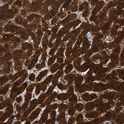 Immunohistochemistry (Formalin/PFA-fixed paraffin-embedded sections) - Anti-MRPS7 antibody (AB224442), expandable thumbnail