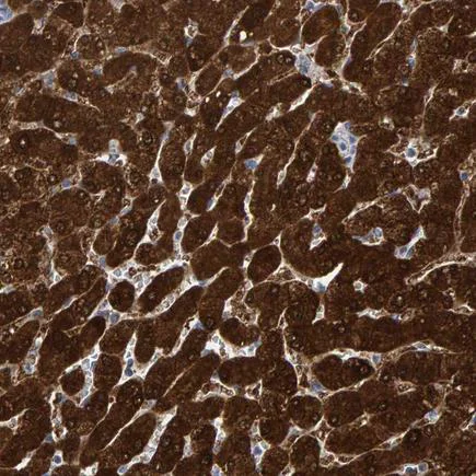 Immunohistochemistry (Formalin/PFA-fixed paraffin-embedded sections) - Anti-MRPS7 antibody (AB224442)