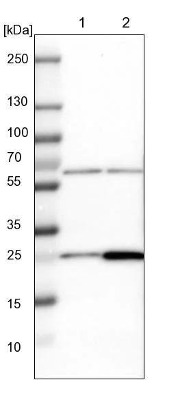 Western blot - Anti-MRPS7 antibody (AB224442)