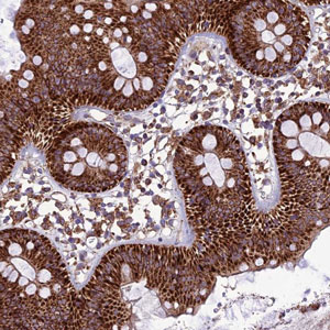 Immunohistochemistry (Formalin/PFA-fixed paraffin-embedded sections) - Anti-MRPS9 antibody (AB187906)