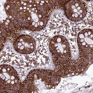 Immunohistochemistry (Formalin/PFA-fixed paraffin-embedded sections) - Anti-MRPS9 antibody (AB187906)