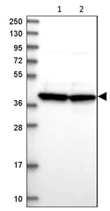 Western blot - Anti-MRPS9 antibody (AB187906)