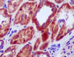 Immunohistochemistry (Formalin/PFA-fixed paraffin-embedded sections) - Anti-MRRF antibody [EPR14140(B)] - BSA and Azide free (AB250439)