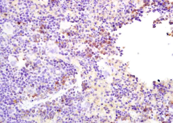 Immunohistochemistry (Formalin/PFA-fixed paraffin-embedded sections) - Anti-MS2 antibody (AB214225)