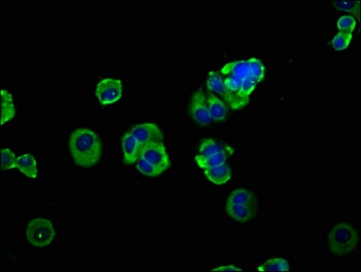 Immunocytochemistry/ Immunofluorescence - Anti-MS2 antibody (AB236949), expandable thumbnail