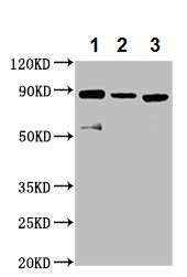 Western blot - Anti-MS2 antibody (AB236949), expandable thumbnail