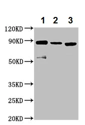 Western blot - Anti-MS2 antibody (AB236949)
