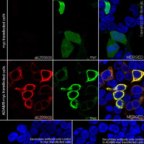 Immunocytochemistry/ Immunofluorescence - Anti-MS2 antibody [EPR22688-44] (AB255608)