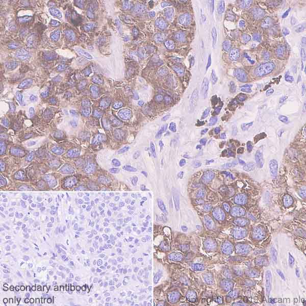 Immunohistochemistry (Formalin/PFA-fixed paraffin-embedded sections) - Anti-MS2 antibody [EPR22688-44] (AB255608)