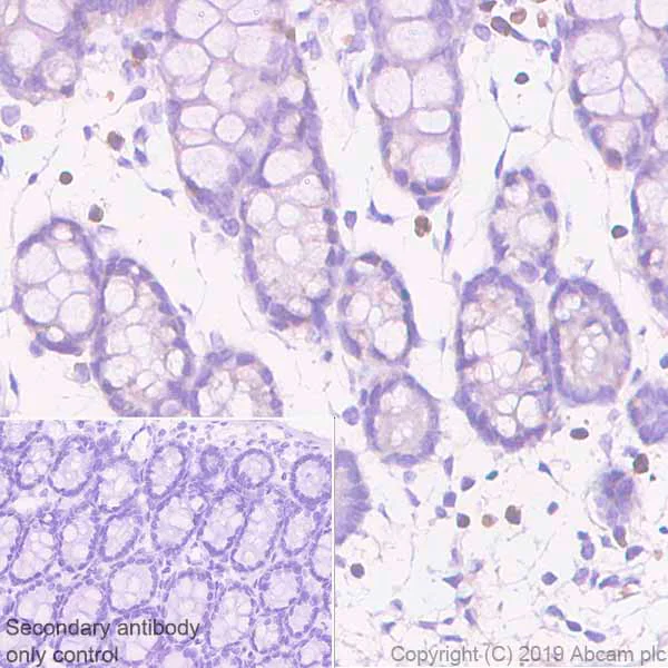 Immunohistochemistry (Formalin/PFA-fixed paraffin-embedded sections) - Anti-MS2 antibody [EPR22688-44] (AB255608)