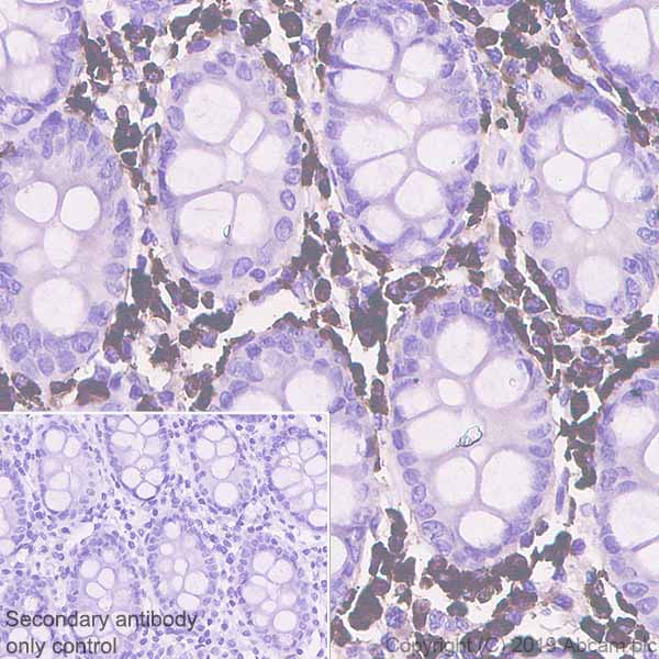 Immunohistochemistry (Formalin/PFA-fixed paraffin-embedded sections) - Anti-MS2 antibody [EPR22688-44] - BSA and Azide free (AB259274)