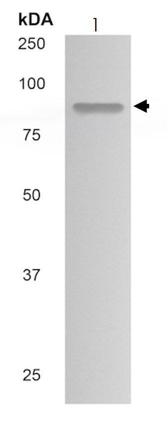 Western blot - Anti-MS2 antibody [MM0079-6J12] (AB89127)