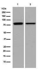 Western blot - Anti-MS4A14 antibody [EPR14020] - BSA and Azide free (AB250593)