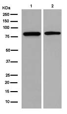 Western blot - Anti-MS4A14 antibody [EPR14020] - BSA and Azide free (AB250593)