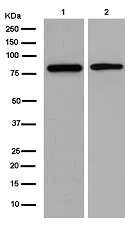Western blot - Anti-MS4A14 antibody [EPR14020] - BSA and Azide free (AB250593)