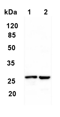 Western blot - Anti-MS4A2 antibody (AB203747)