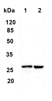 Western blot - Anti-MS4A2 antibody (AB203747)
