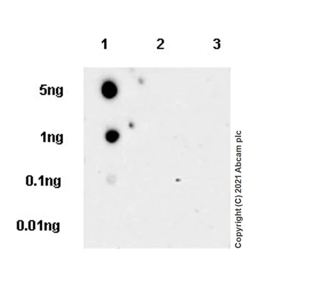 Dot Blot - Anti-MS4A2 antibody [EPR24324-7] - BSA and Azide free (AB280570)