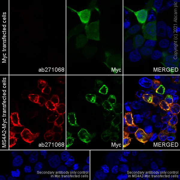 Immunocytochemistry/ Immunofluorescence - Anti-MS4A2 antibody [EPR24324-7] - BSA and Azide free (AB280570)