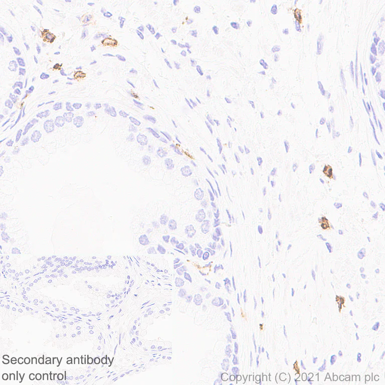 Immunohistochemistry (Formalin/PFA-fixed paraffin-embedded sections) - Anti-MS4A2 antibody [EPR24324-7] - BSA and Azide free (AB280570)