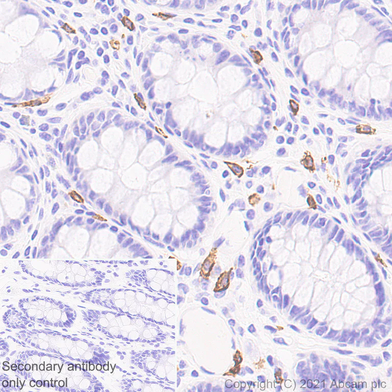 Immunohistochemistry (Formalin/PFA-fixed paraffin-embedded sections) - Anti-MS4A2 antibody [EPR24324-7] - BSA and Azide free (AB280570)