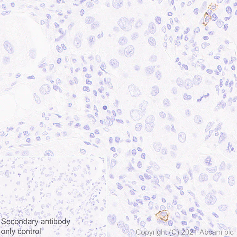 Immunohistochemistry (Formalin/PFA-fixed paraffin-embedded sections) - Anti-MS4A2 antibody [EPR24324-7] - BSA and Azide free (AB280570)