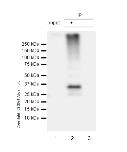 Immunoprecipitation - Anti-MS4A2 antibody [EPR24324-7] - BSA and Azide free (AB280570)