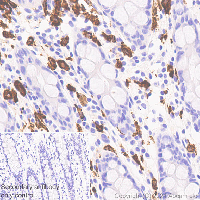 Immunohistochemistry (Formalin/PFA-fixed paraffin-embedded sections) - Anti-MS4A4A antibody [EPR24399-144] - BSA and Azide free (AB281837)