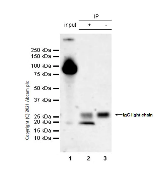 Immunoprecipitation - Anti-MS4A4A antibody [EPR24399-144] - BSA and Azide free (AB281837)