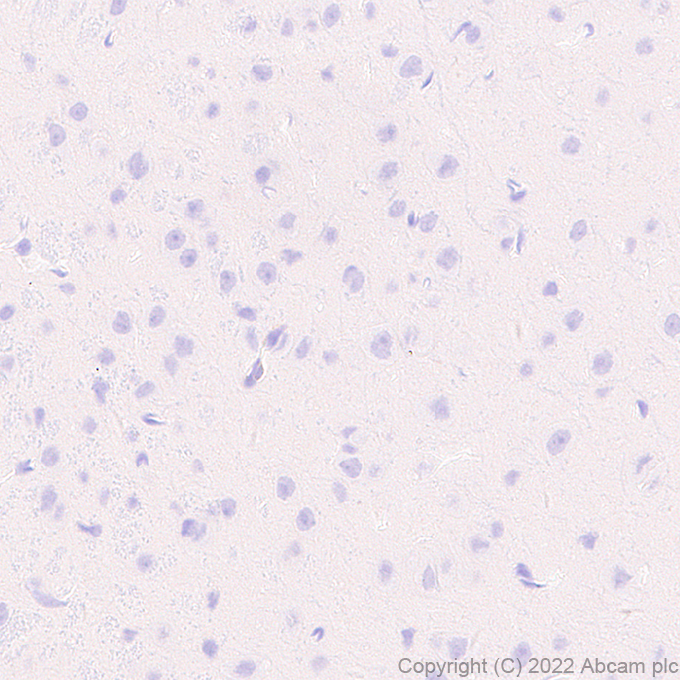 Immunohistochemistry (Formalin/PFA-fixed paraffin-embedded sections) - Anti-MS4A4A antibody [EPR27242-39] - BSA and Azide free (AB307356), expandable thumbnail