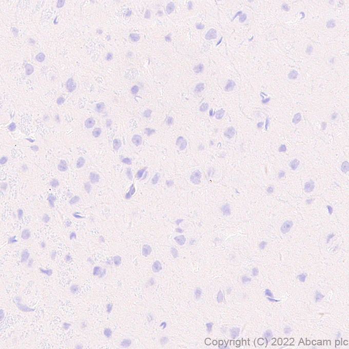 Immunohistochemistry (Formalin/PFA-fixed paraffin-embedded sections) - Anti-MS4A4A antibody [EPR27242-39] - BSA and Azide free (AB307356)