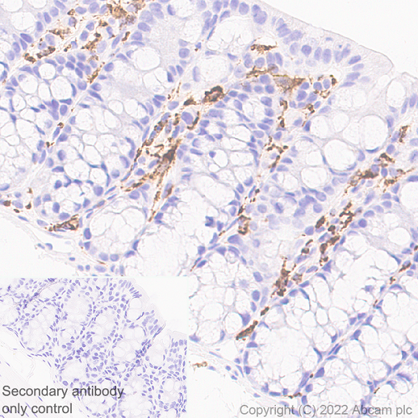 Immunohistochemistry (Formalin/PFA-fixed paraffin-embedded sections) - Anti-MS4A4A antibody [EPR27242-39] - BSA and Azide free (AB307356), expandable thumbnail