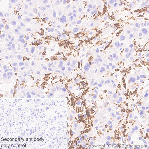 Immunohistochemistry (Formalin/PFA-fixed paraffin-embedded sections) - Anti-MS4A4A antibody [EPR27242-39] - BSA and Azide free (AB307356)