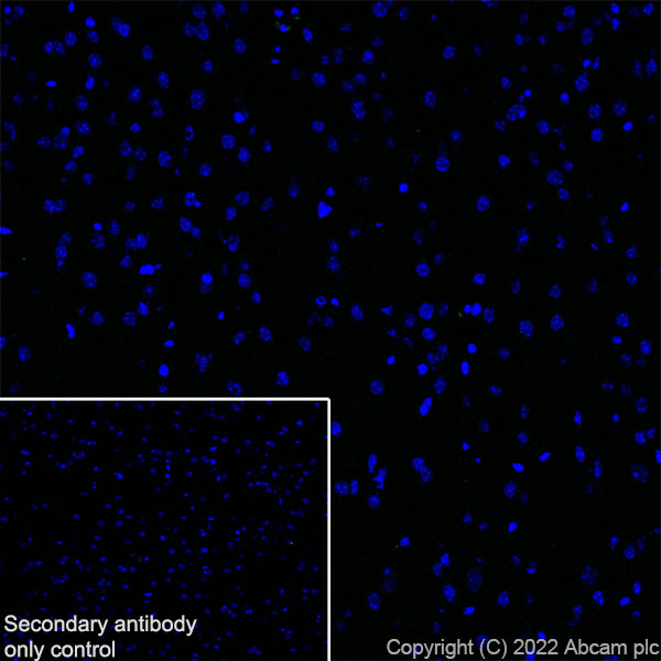Immunohistochemistry (Frozen sections) - Anti-MS4A4A antibody [EPR27242-39] - BSA and Azide free (AB307356), expandable thumbnail