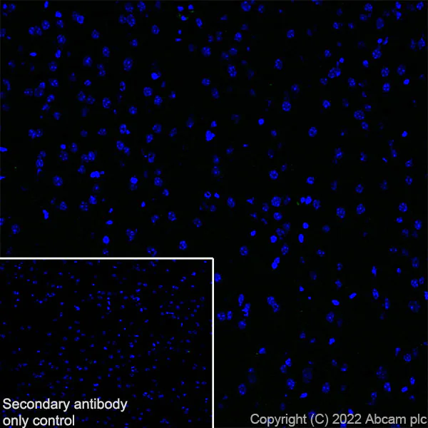 Immunohistochemistry (Frozen sections) - Anti-MS4A4A antibody [EPR27242-39] - BSA and Azide free (AB307356)