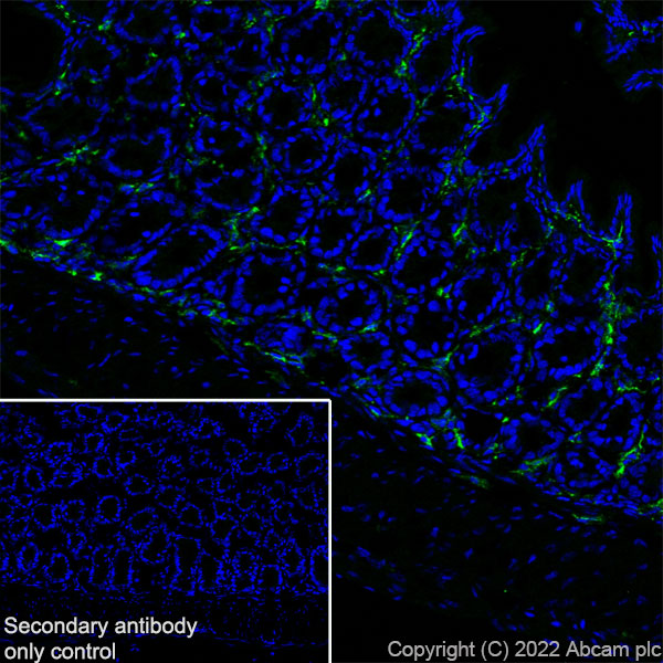 Immunohistochemistry (Frozen sections) - Anti-MS4A4A antibody [EPR27242-39] - BSA and Azide free (AB307356), expandable thumbnail