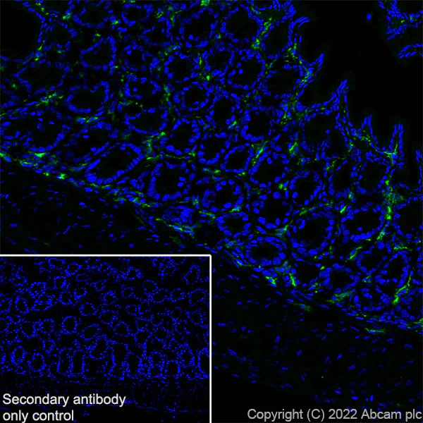 Immunohistochemistry (Frozen sections) - Anti-MS4A4A antibody [EPR27242-39] - BSA and Azide free (AB307356)