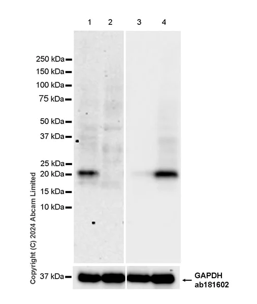 Western blot - Anti-MS4A4A antibody [EPR27243-59] - BSA and Azide free (AB319034)