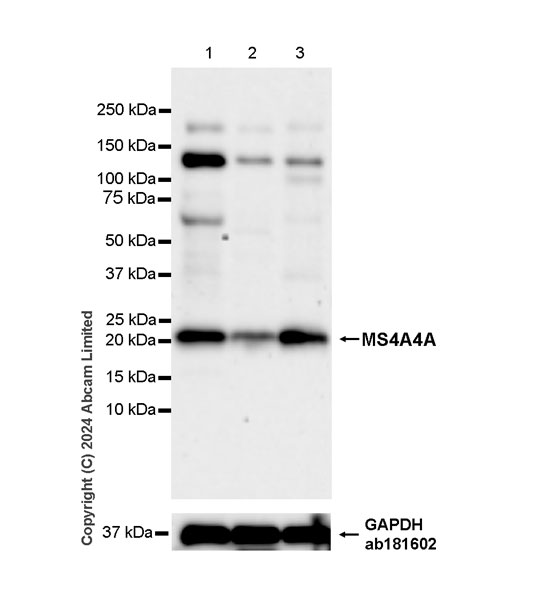 Western blot - Anti-MS4A4A antibody [EPR27243-59] - BSA and Azide free (AB319034), expandable thumbnail