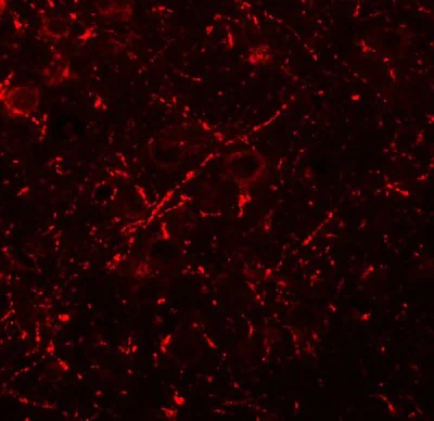 Immunohistochemistry (Formalin/PFA-fixed paraffin-embedded sections) - Anti-MS4A6A antibody - N-terminal (AB189983)
