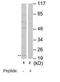 Western blot - Anti-MSC antibody (AB64954)